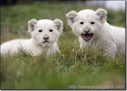 Cute White Lion Cubs