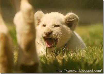 White Lion Cub Roaring