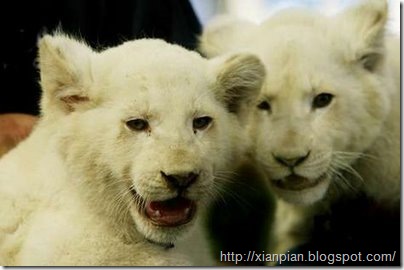 White Lion Cubs being together