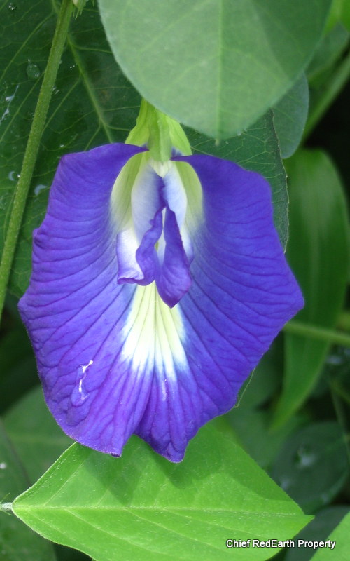 Butterfly-pea, Blue-pea, and Vordofan-pea