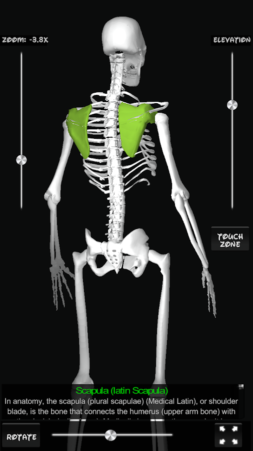 Bones Human 3D (anatomy) - Android Apps on Google Play