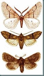 fauna-mecsek11510132711151607362