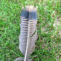 Wild Turkey feathers