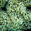 Honeycomb bubble coral