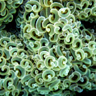 Honeycomb bubble coral