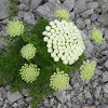 Mountain stone-parsley