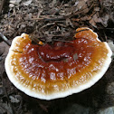 Reishi