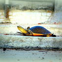 Indian flapshell turtle