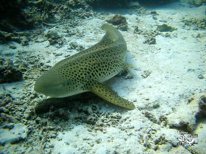 Zebra shark