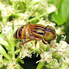 Hoverfly (Female)