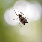 white micrathena