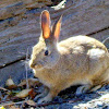 Mountain Cotton tail Rabbit