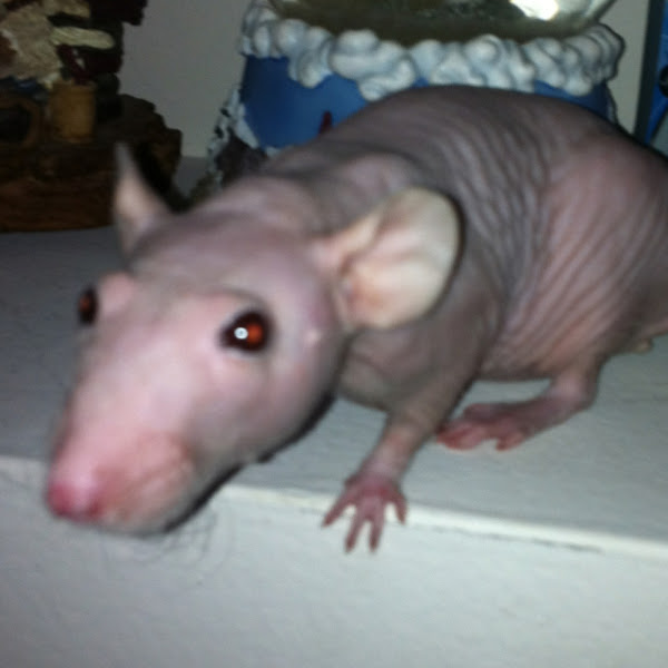 Hairless Rat Project Noah