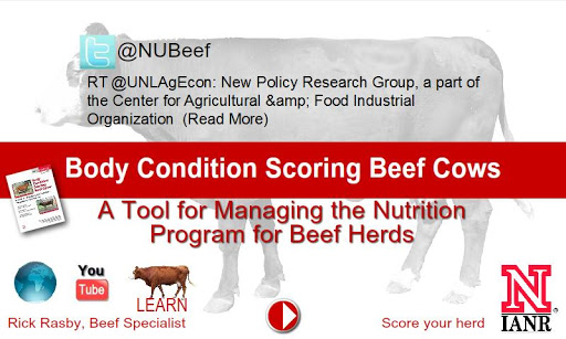 Body Condition Beef Cattle