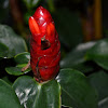 Costus woodsonii, Red Button Ginger.