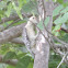 Red-bellied Woodpecker    Juvenile
