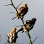 Starling - Wattled Starling