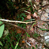 Gray's Malayan Stick Insect