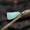 northern flatid planthopper