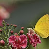 grass yellow butterfly