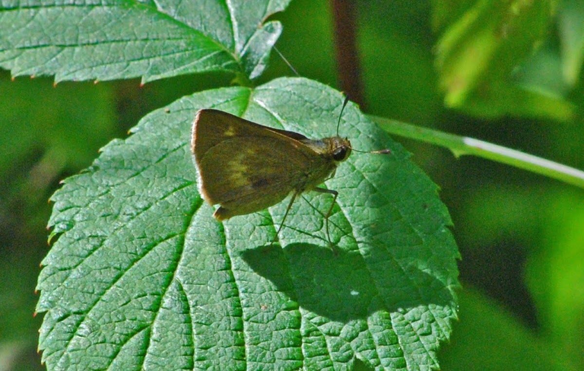 Northern Broken-dash Butterfly