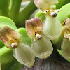 Banana/plantain flowers