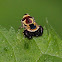 Wasp Mimic Jumping Spider