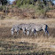 Plains Zebra