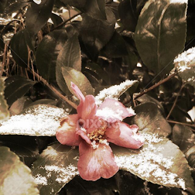 by Alannah Melton - Flowers Single Flower