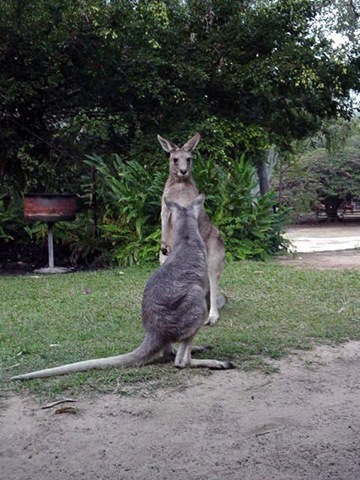 [Wallaby+and+Roo[3].jpg]
