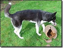 _42632653_dog_2_203