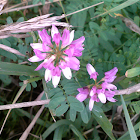 Crown Vetch