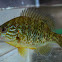Pumpkinseed sunfish - Persico sole