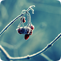 Awesome Cherry HD LWP logo