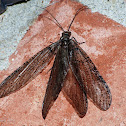 Fishfly (female)