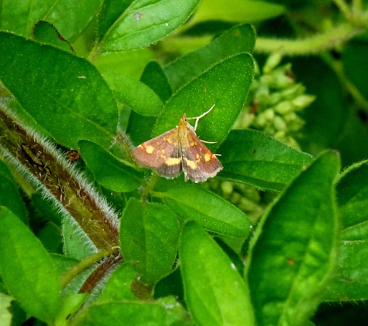 Mint Moth
