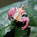 Flower mimic crab spider