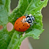 Convergent ladybeetle