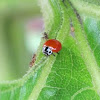 Western Blood-Red Lady Beetle with ants