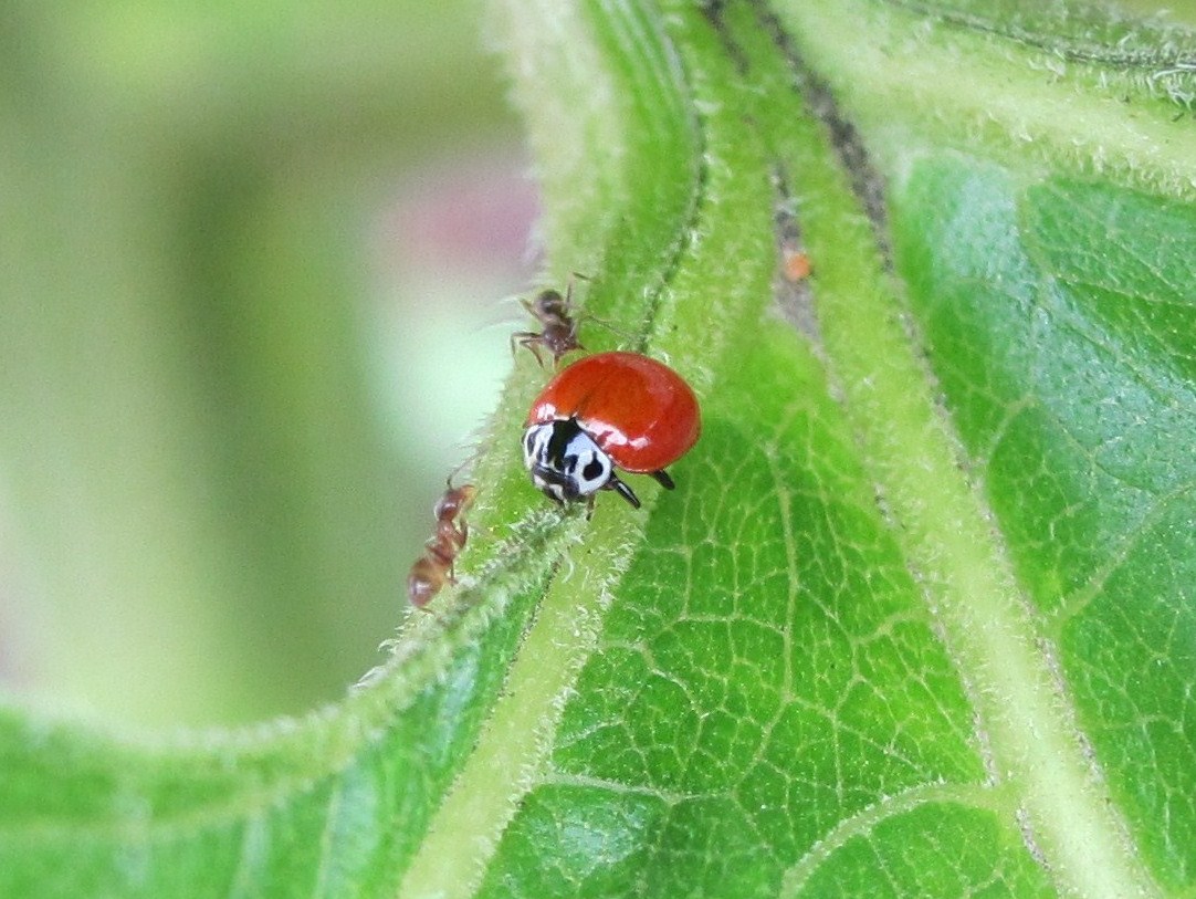Western Blood-Red Lady Beetle with ants