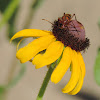 Six-spotted Flower Strangalia Beetle