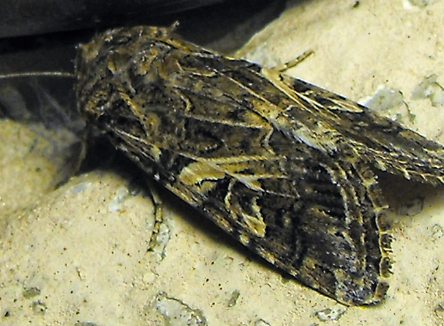 Yellow-striped Armyworm Moth