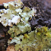 Pyxine Lichen