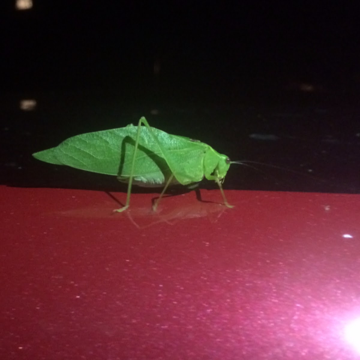 Angel-wing Katydid