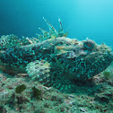 Scorpionfish