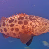 Potato Bass/Cod/Grouper