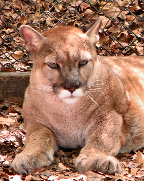 Florida Panther | Project Noah