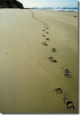 Footprints