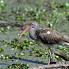 american white ibis (juvenile)