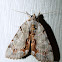 Woody Underwing Moth